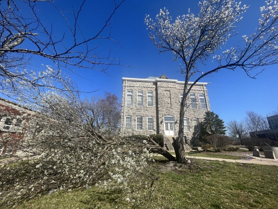 A tree outside of Hume Hall, split in half due to the harsh wind of the storm. 